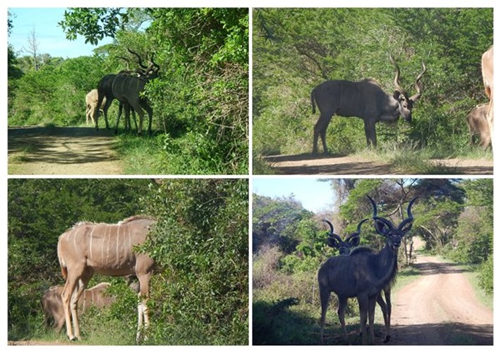 m_collage kudu