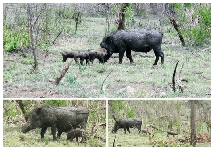 m_IMG_2667_collage warthog & babies