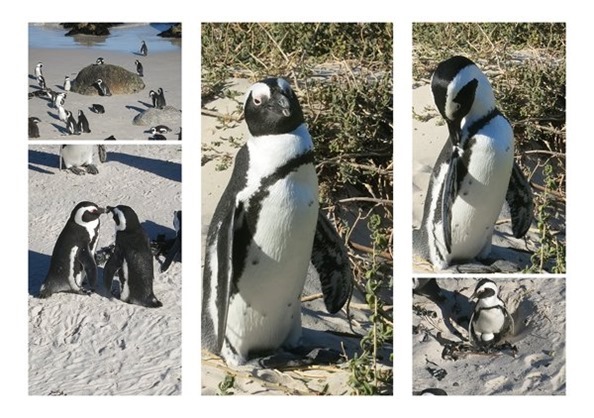 m_m_IMG_3072_collage penguins