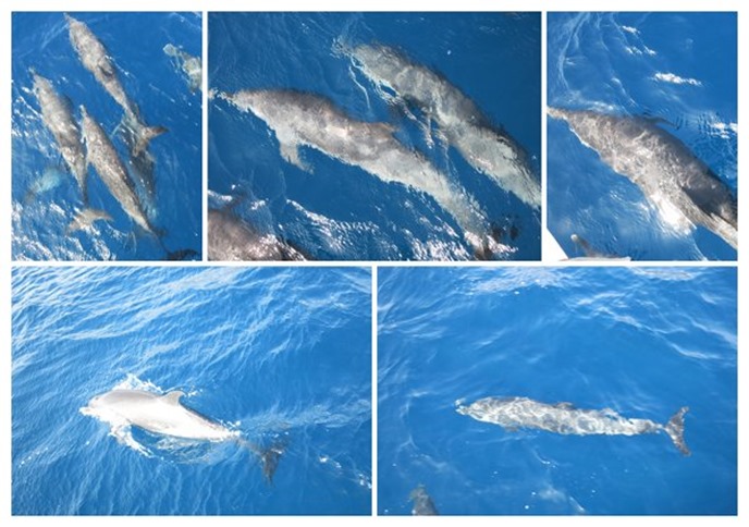 m_Dolphin Collage