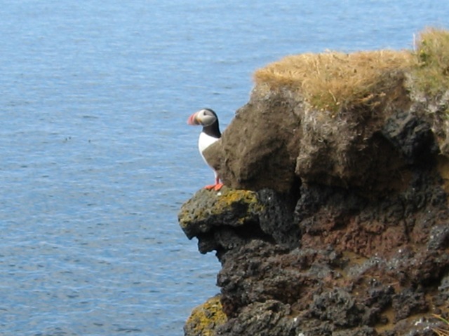 Puffin on the cliffs at the west coast of Heimaey