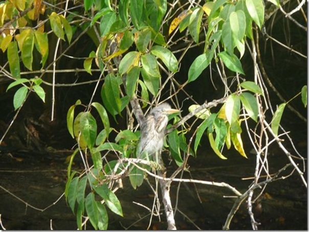 m_Indian River, Dominica