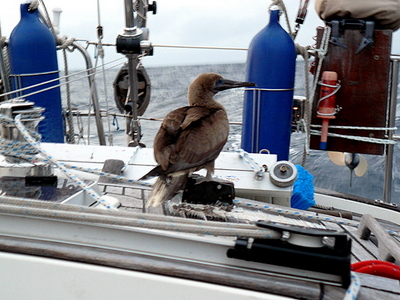 A Brown Boobie hitching a ride one night