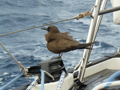 A sea bird hitching a ride on JJ Moon