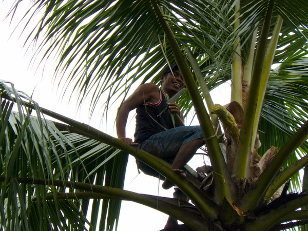 Collecting the juice from the palm tree to create arak.