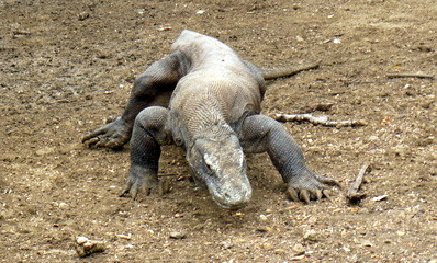 A Komodo dragon