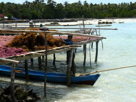 Drying the seaweed