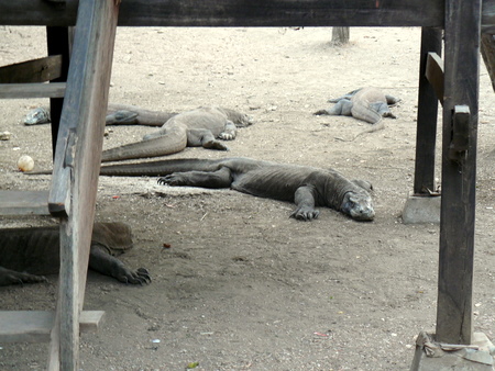 Under the rangers' kitchen they snooze.