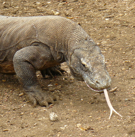 A Komodo dragon "sniffing"!