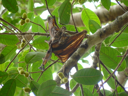 A fruit bat,