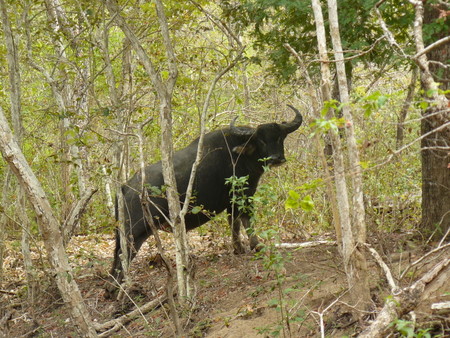 A water buffalo - dragon food