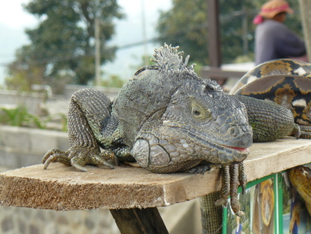 An Iguana ready to hold