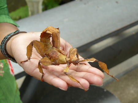 A scorpion-like leaf insect