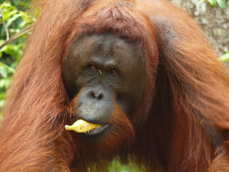 Nana, a young male of about 8 years of age