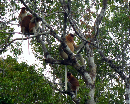 High in the trees some proboscis monkeys