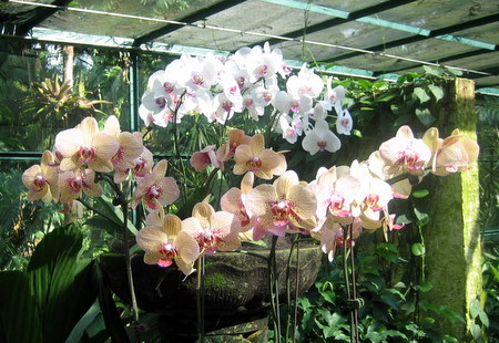 Orchids at the botanical gardens