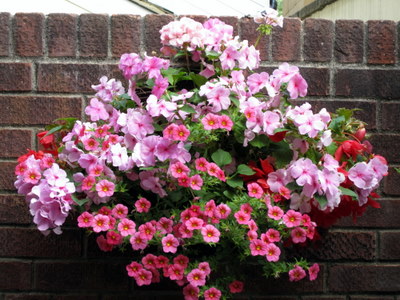 One of Mags's hanging baskets