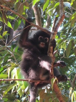 A Dusky Leaf Monkey