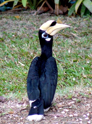 Oriental Pied Hornbill 2