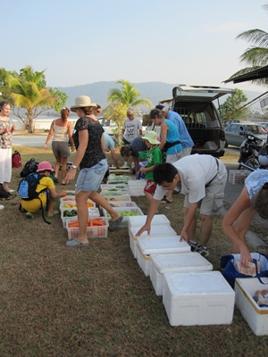 Laying out the produce