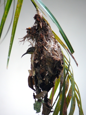 An olive-backed sunbird