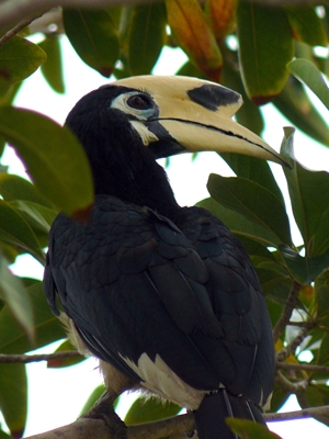 Oriental Pied Hornbill 1