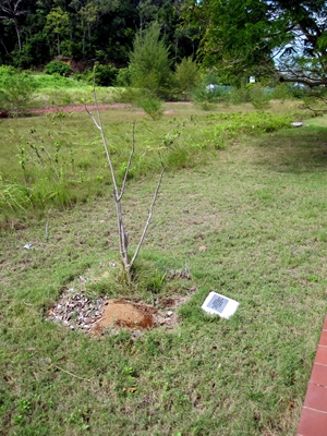 Memorial tree