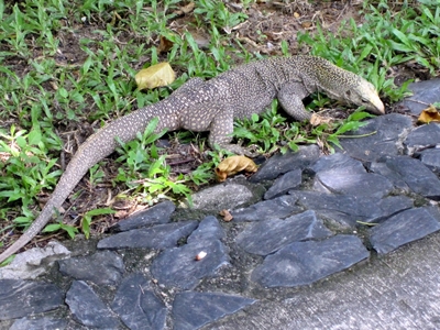 Young monitor lizard