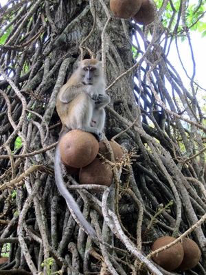 Monkey in cannon ball tree