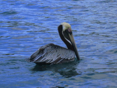 A pelican who lives here.