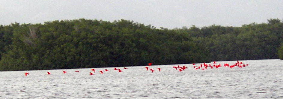 Scarlet Ibis coming home to roost