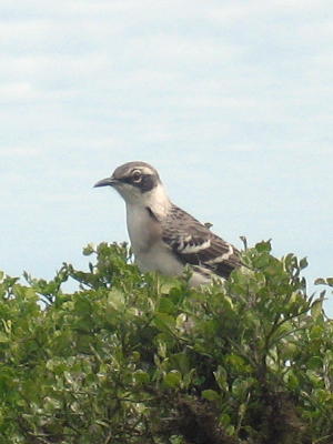 A Mocking Bird.