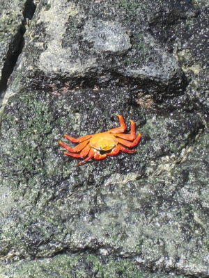 Typical red crab of which there are millions.