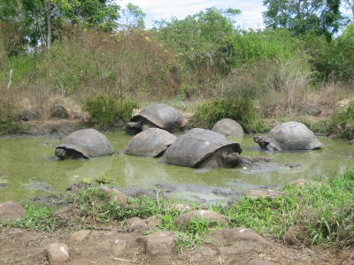 And more enjoying a mud bath.