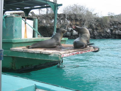 Seals borrowing a boat for their siesta.