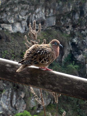 Galapagos Dove