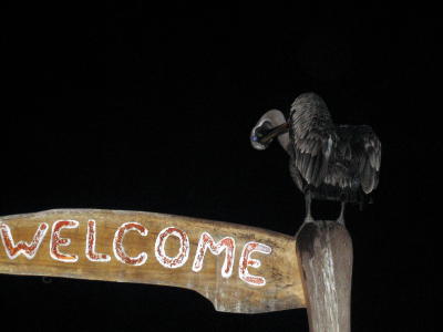 Pelicans abound and here's one giving us a welcome.