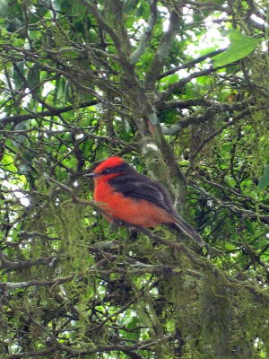 Vermillion fly catcher.