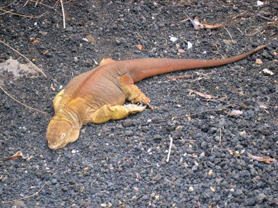 Land Iguana.