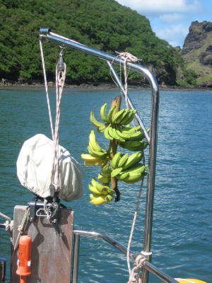 Bananas on board