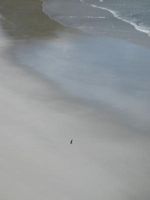 A Yellowed-eyed Penguin - they are very shy!