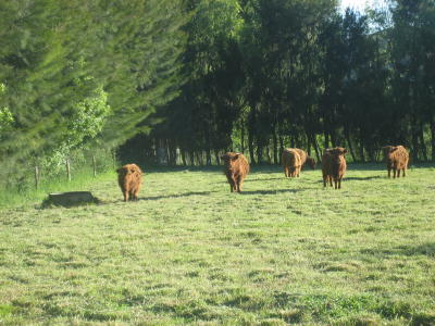 Highland cattle, Levin.