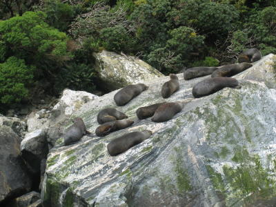 Fur seals at Milford Sound