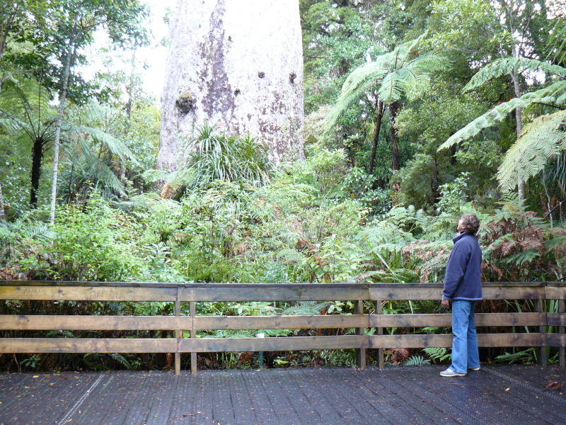 Standing at the foot of Te Matua Ngahere