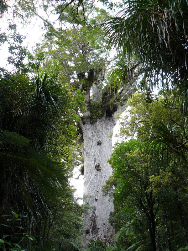 Te Matua Ngahere