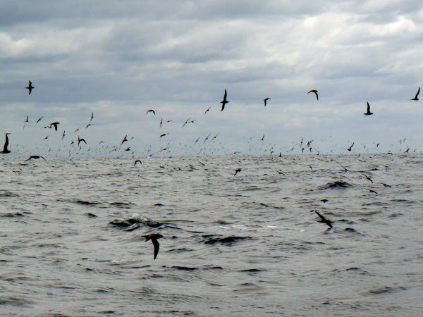 A storm of birds 