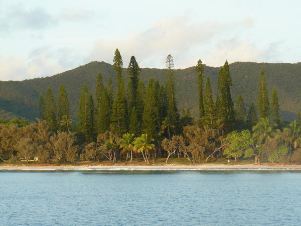 Shore line showing typical pines