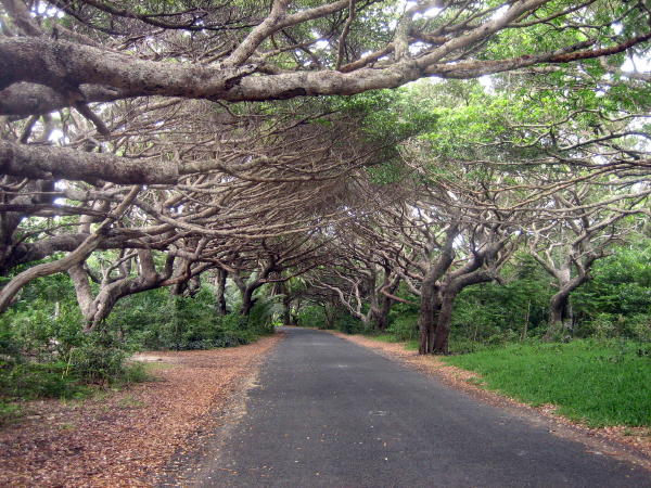 An arcade of trees