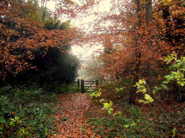 An autumn day in Surrey