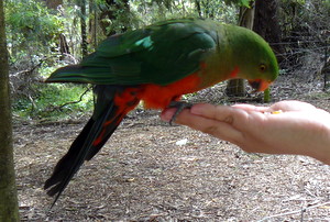 Australian King Parrot